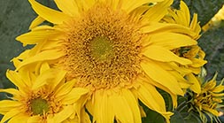 Sunflower Duet